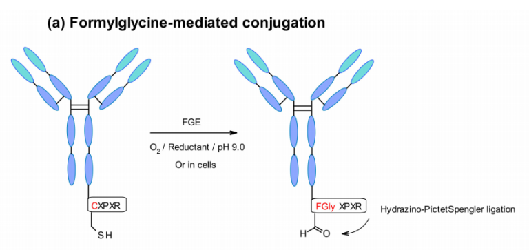 Introduction of ADC Bioconjugation Technology - ADC Technologies